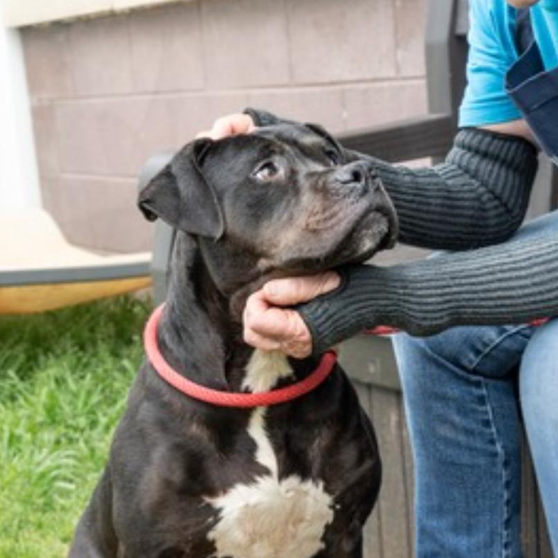 Julieta, a Adoptable Mixed Breed in Rossville, GA image 3/4