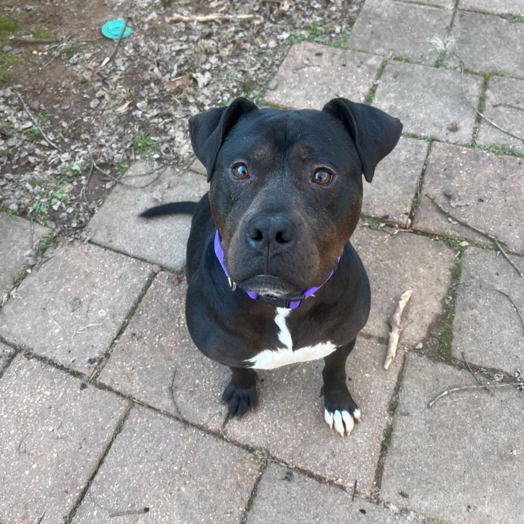 Julieta, a Adoptable Mixed Breed in Rossville, GA image 4/4