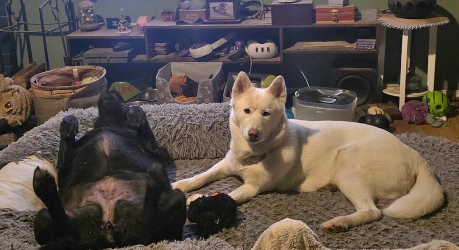 Enlarge Frosti, a Adoptable Siberian Husky in Elk, WA image 2/6
