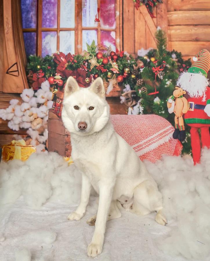Enlarge Frosti, a Adoptable Siberian Husky in Elk, WA image 5/6