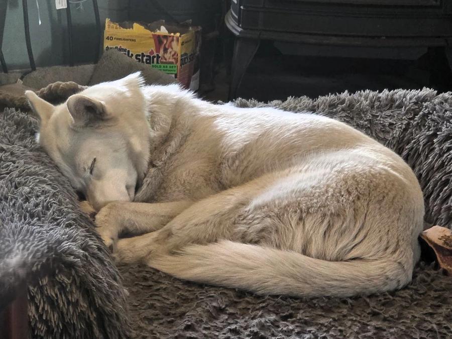 Enlarge Frosti, a Adoptable Siberian Husky in Elk, WA image 6/6