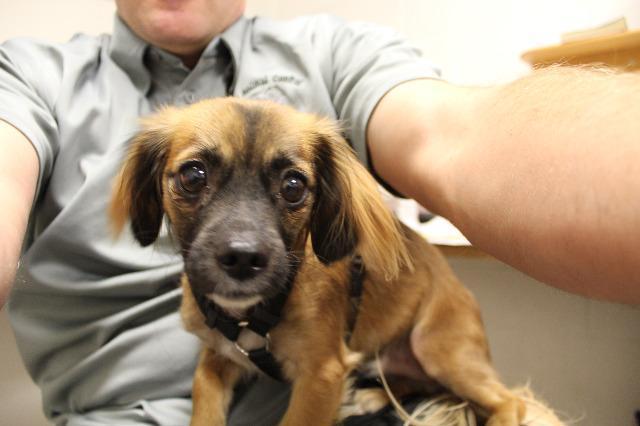 Trigger, Adopted, Senior Male Terrier.