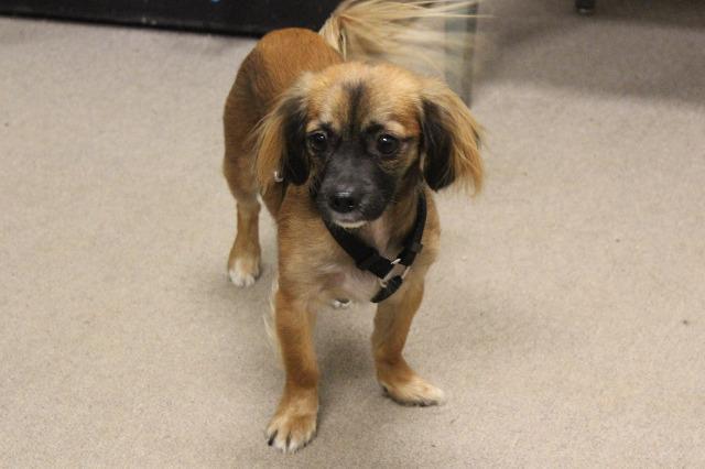 Enlarge Trigger, a Adopted Terrier in Havre, MT image 2/2