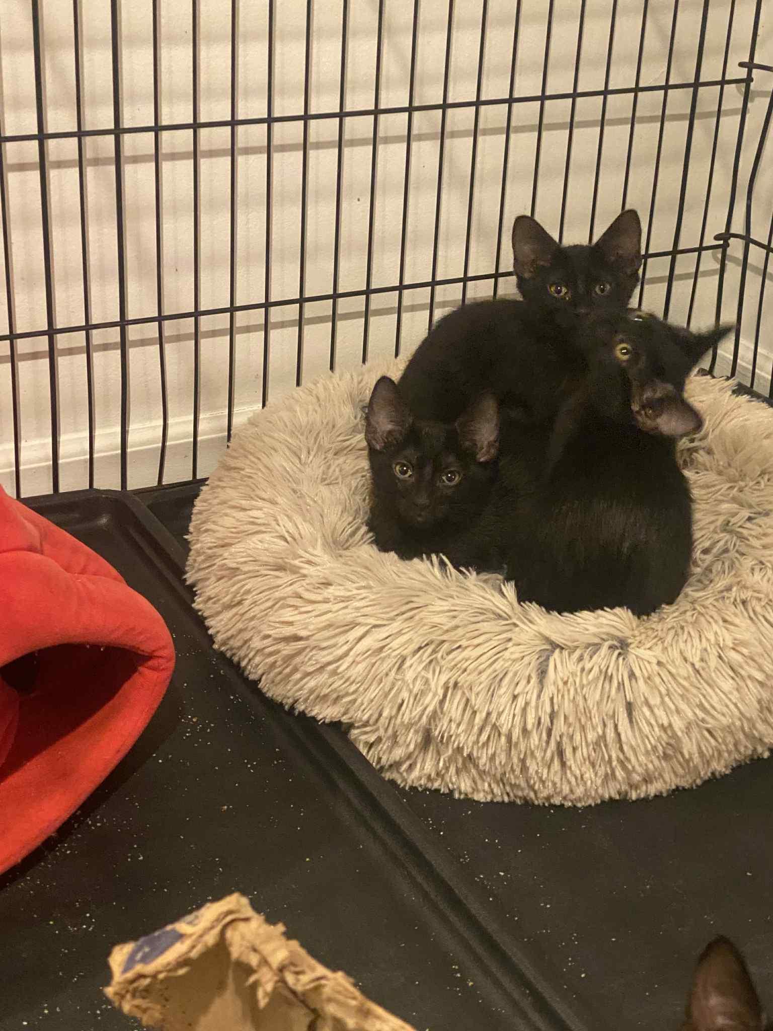 Luna, a Adoptable Domestic Short Hair in Barrington Hills, IL image 2/3