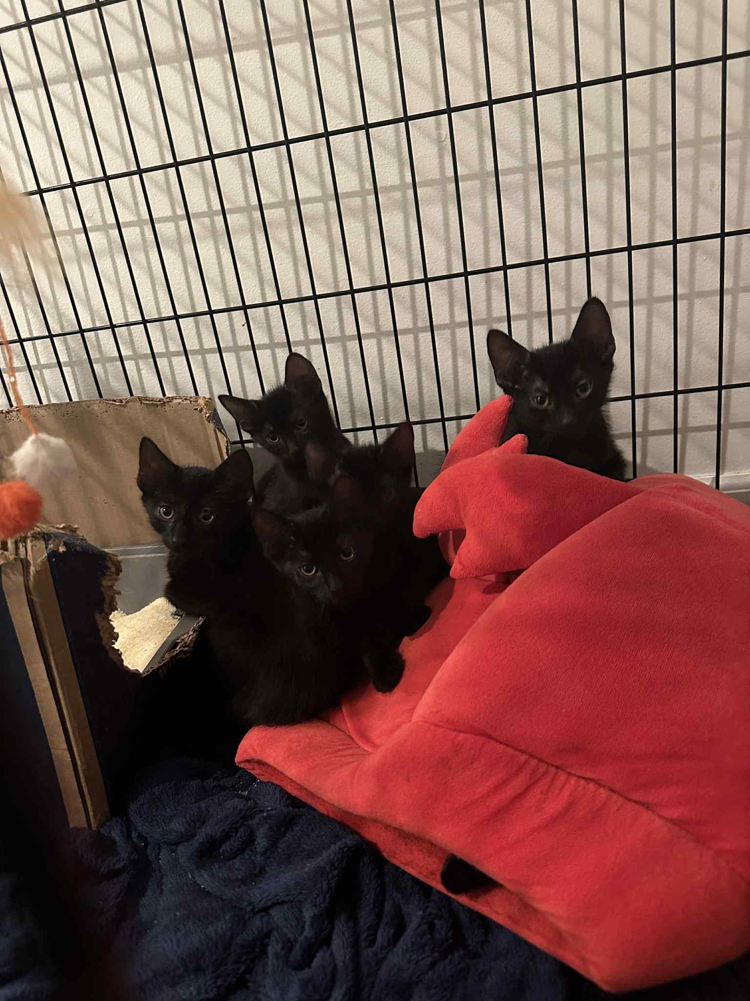 Luna, a Adoptable Domestic Short Hair in Barrington Hills, IL image 3/3