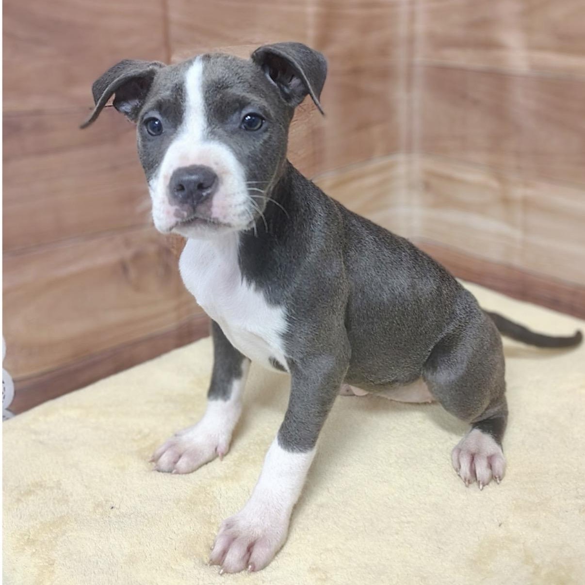 Enlarge Caylee, an adopted mixed breed in Hamilton , NJ image 1/1