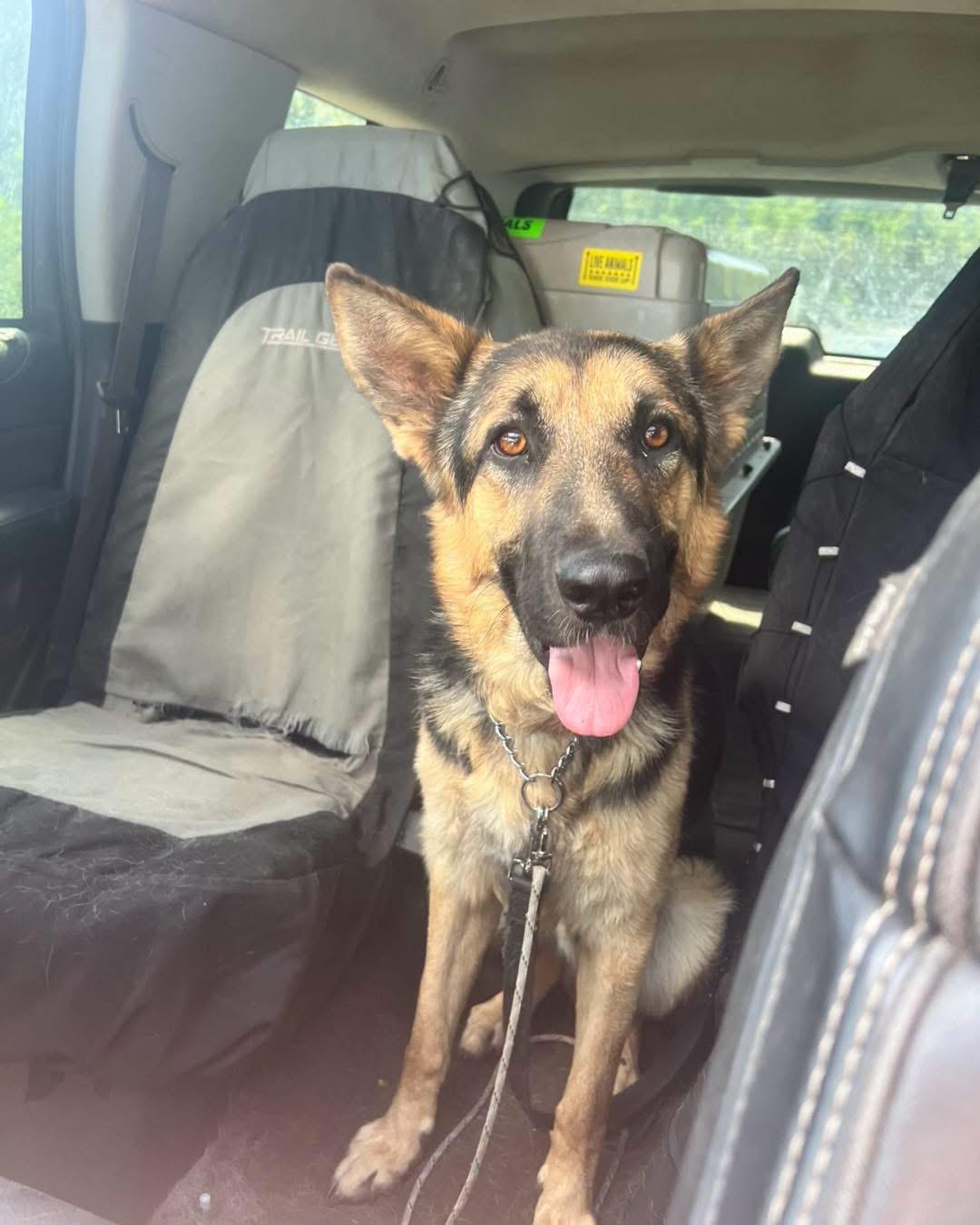 Aspen, an adopted German Shepherd Dog in West Newbury, MA image 2/3