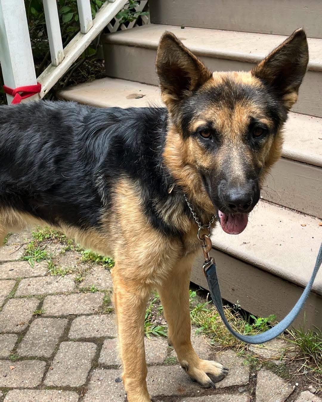 Aspen, adopted, Young Male German Shepherd Dog.