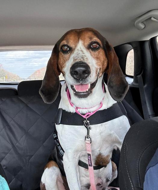 Daisy Mae, Adult Female Treeing Walker Coonhound