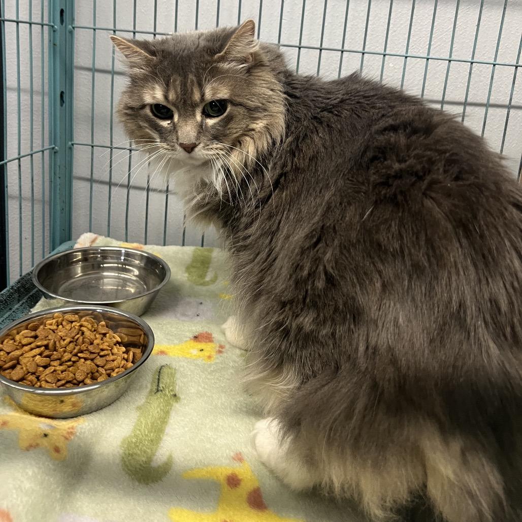 Enlarge Summer H, a Adoptable Domestic Long Hair in St. Louis, MO image 1/1