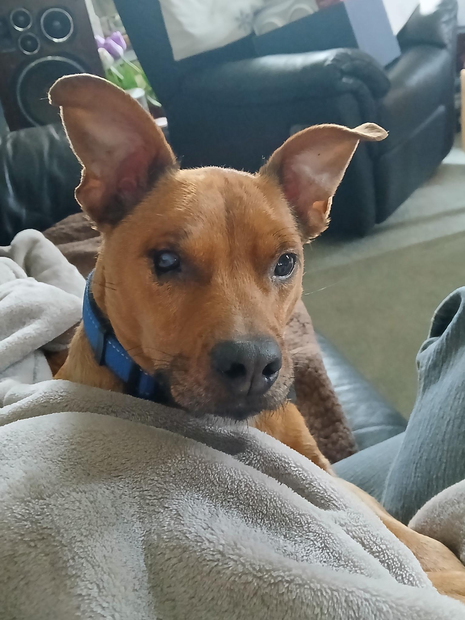 Alfie, Adoptable, Adult Male Mountain Cur.