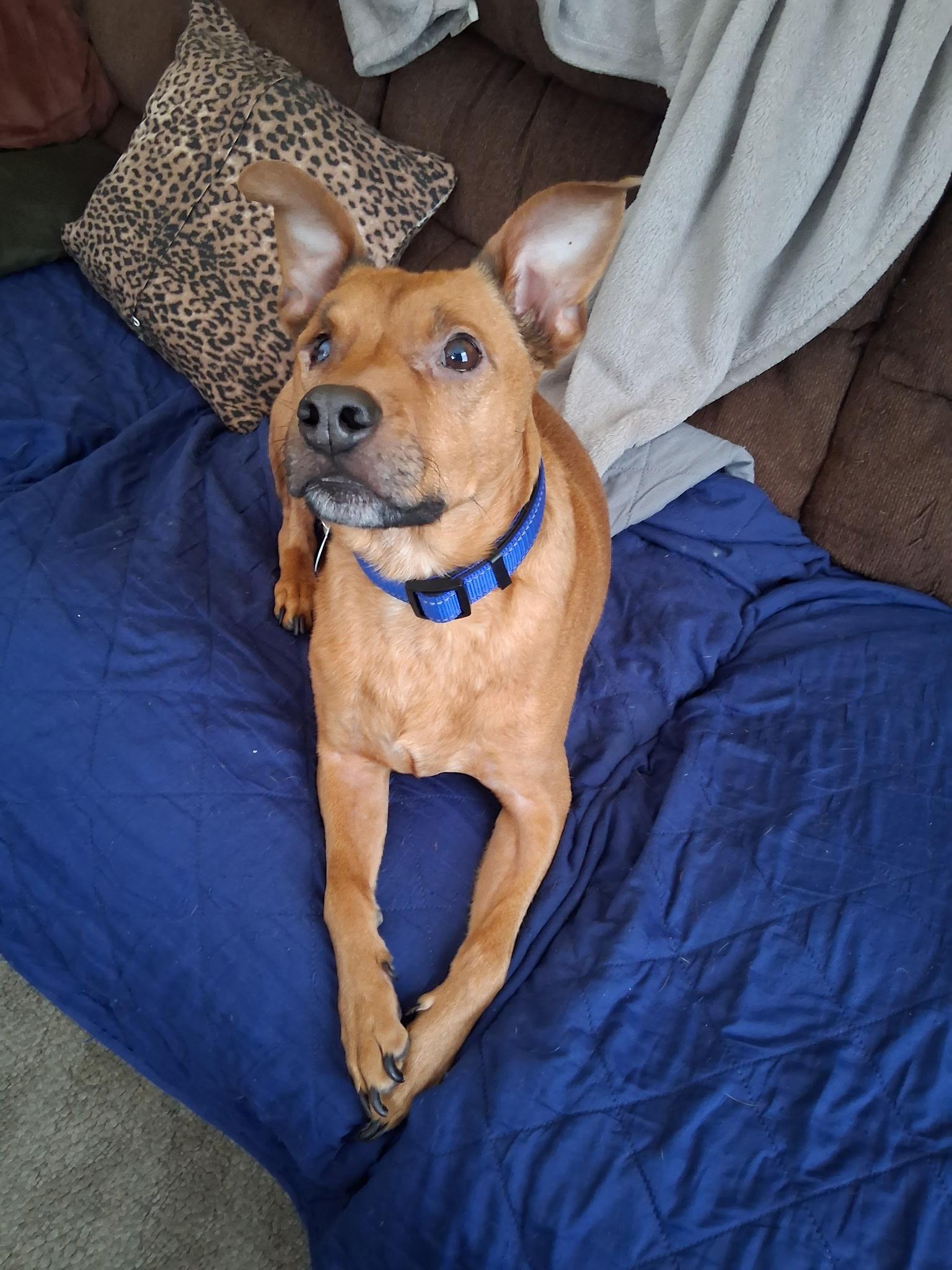 Enlarge Alfie, a Adoptable mixed breed in Cedarburg, WI image 5/6