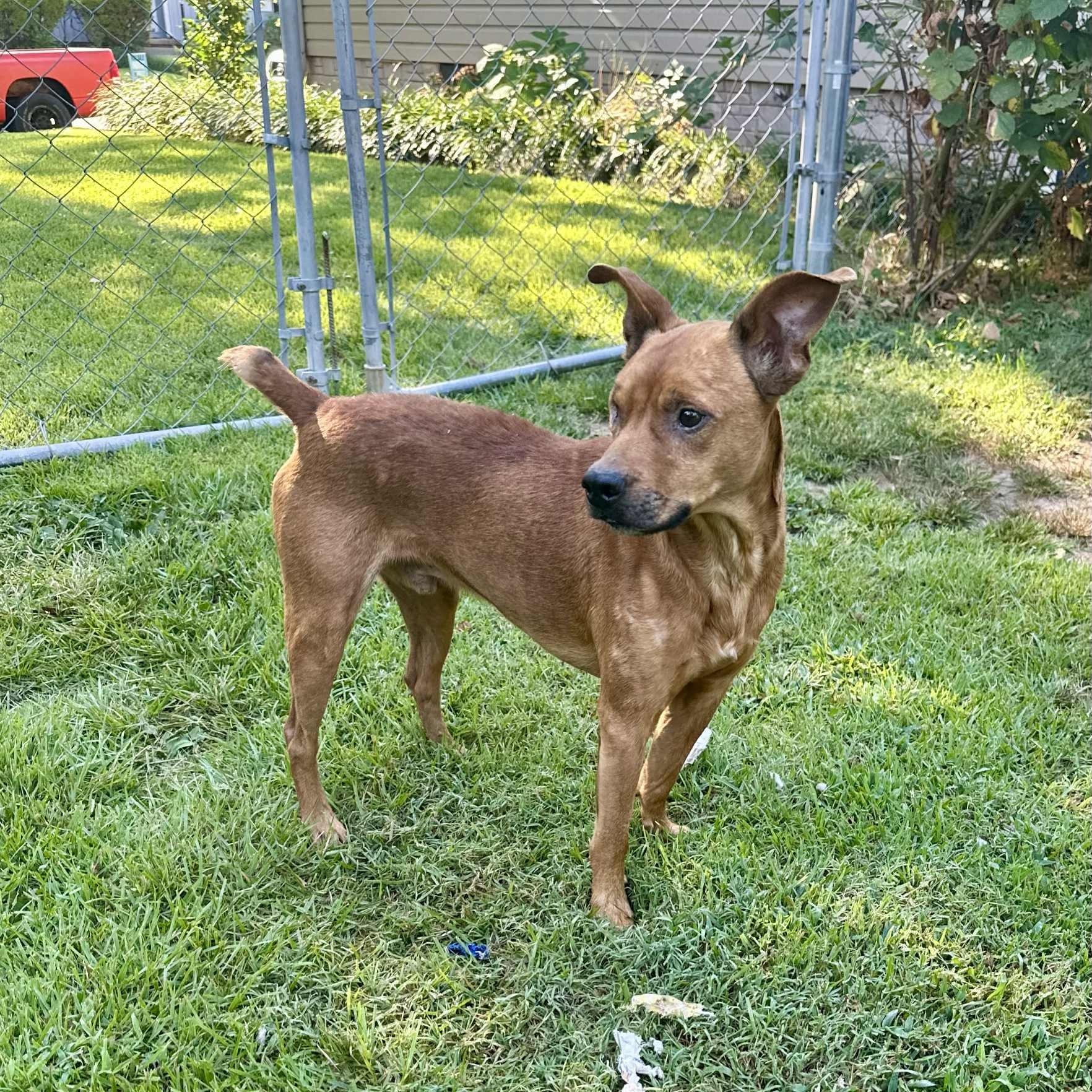 Enlarge Alfie, a Adoptable mixed breed in Cedarburg, WI image 4/6