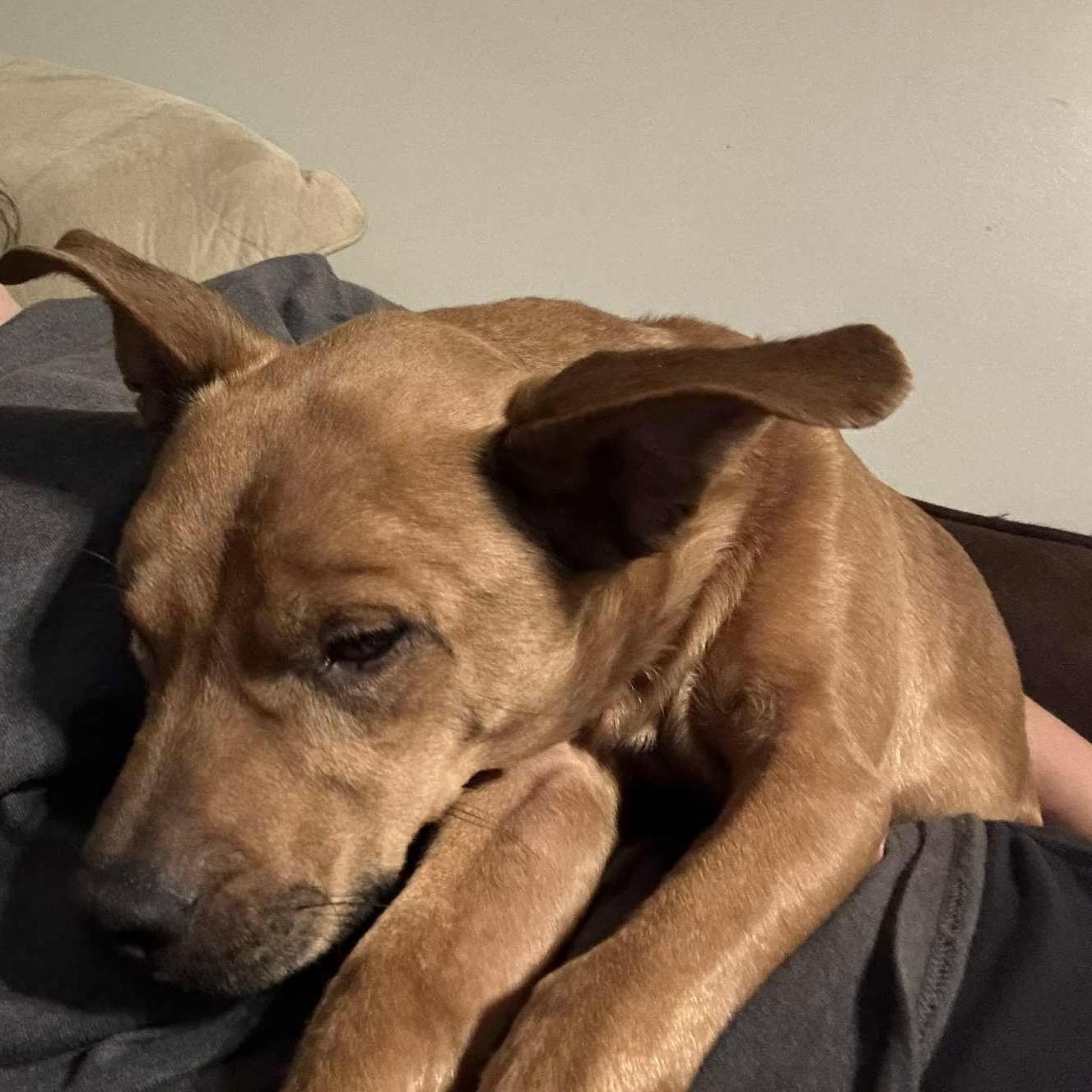 Enlarge Alfie, a Adoptable mixed breed in Cedarburg, WI image 3/6