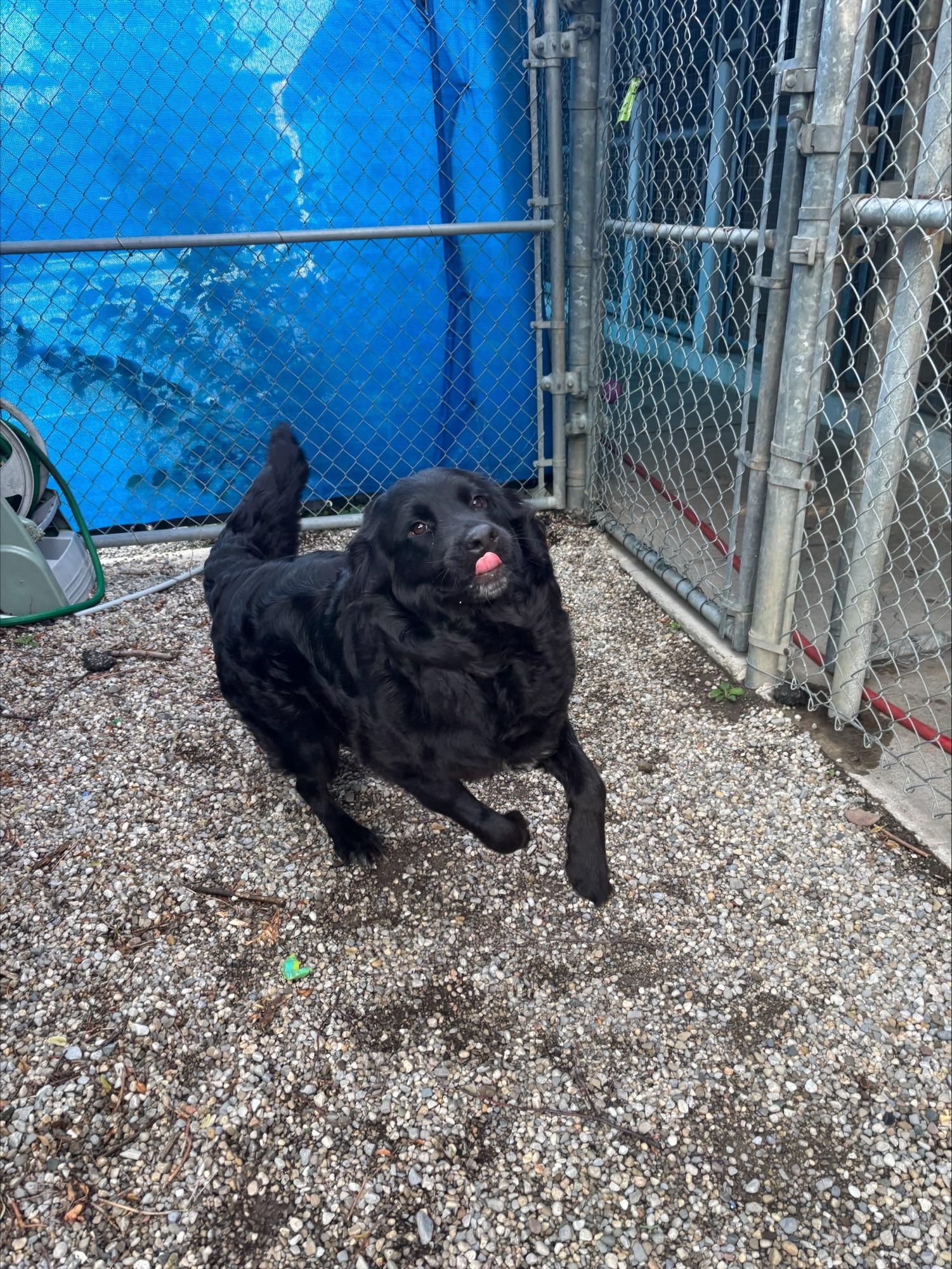 Ambrosia DS-200/26, a Adoptable mixed breed in Burlington, ON image 4/4