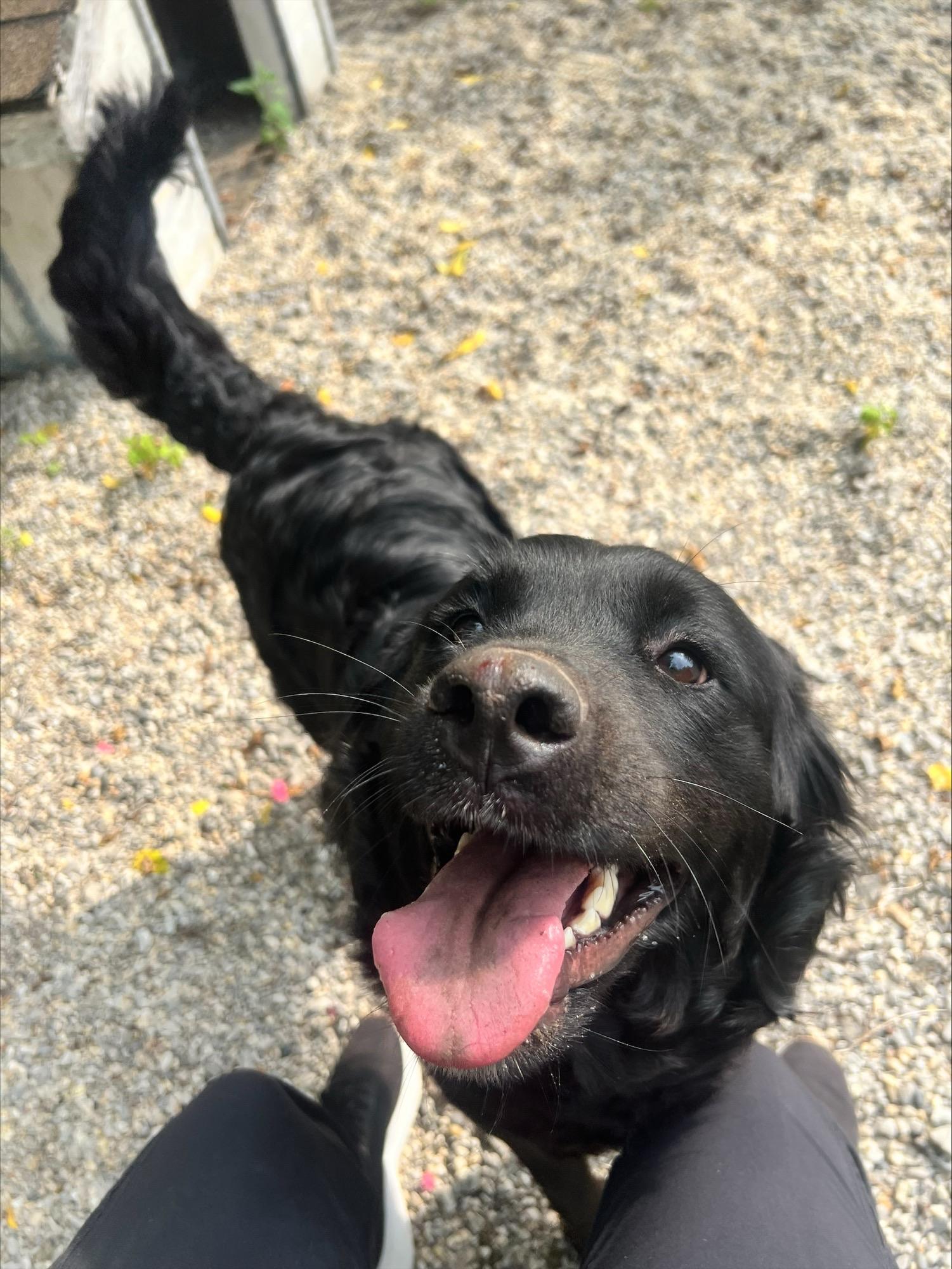 Ambrosia DS-200/26, Adoptable, Adult Female Flat-Coated Retriever.
