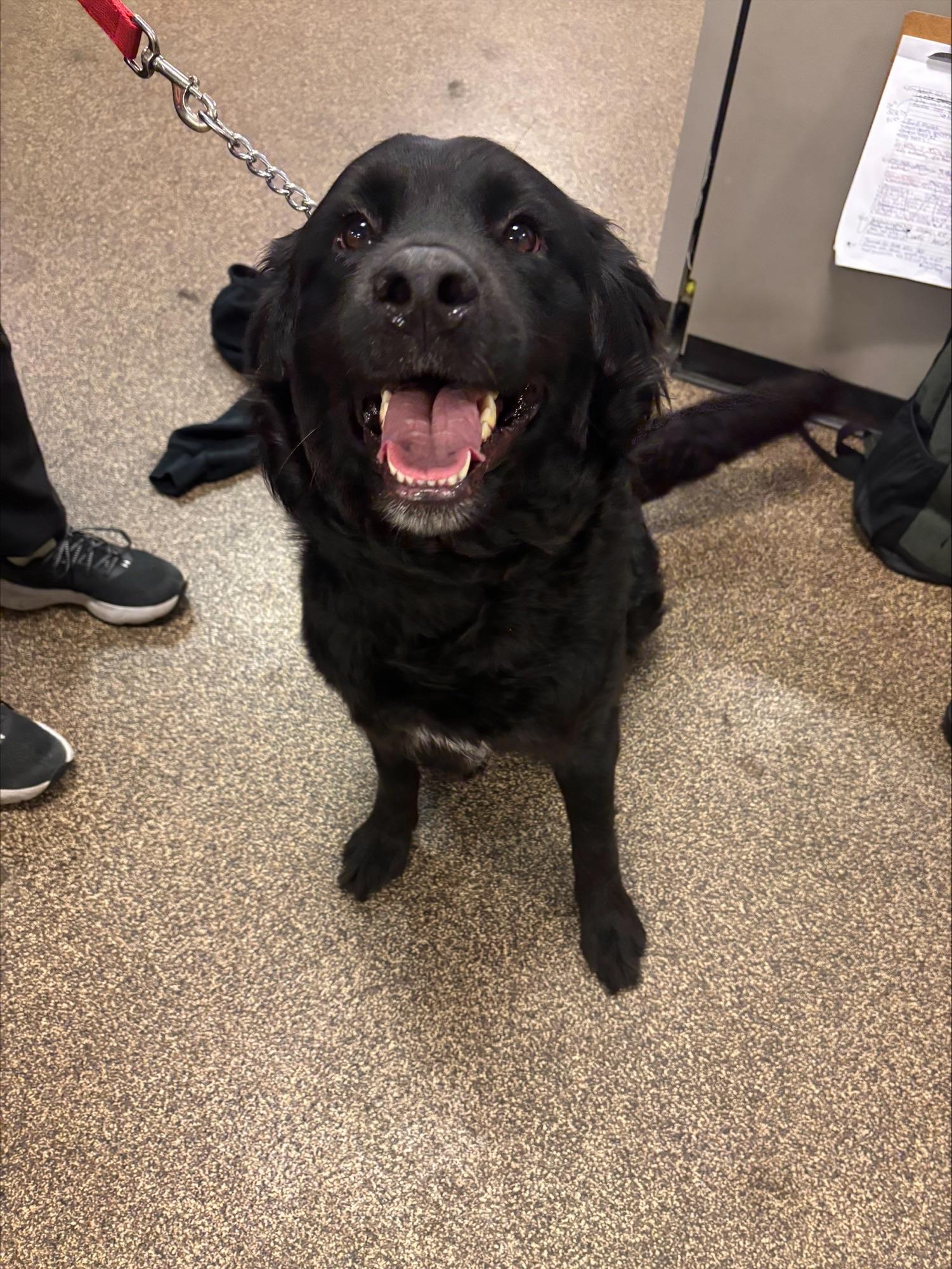 Ambrosia DS-200/26, a Adoptable mixed breed in Burlington, ON image 3/4