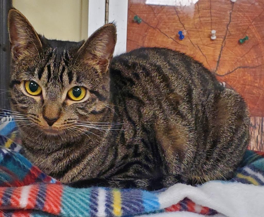 Enlarge Cleocatra, a Adoptable mixed breed in Olean, NY image 1/1