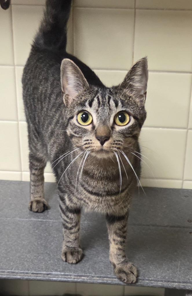 Cleocatra, Adoptable, Young Female Domestic Short Hair.