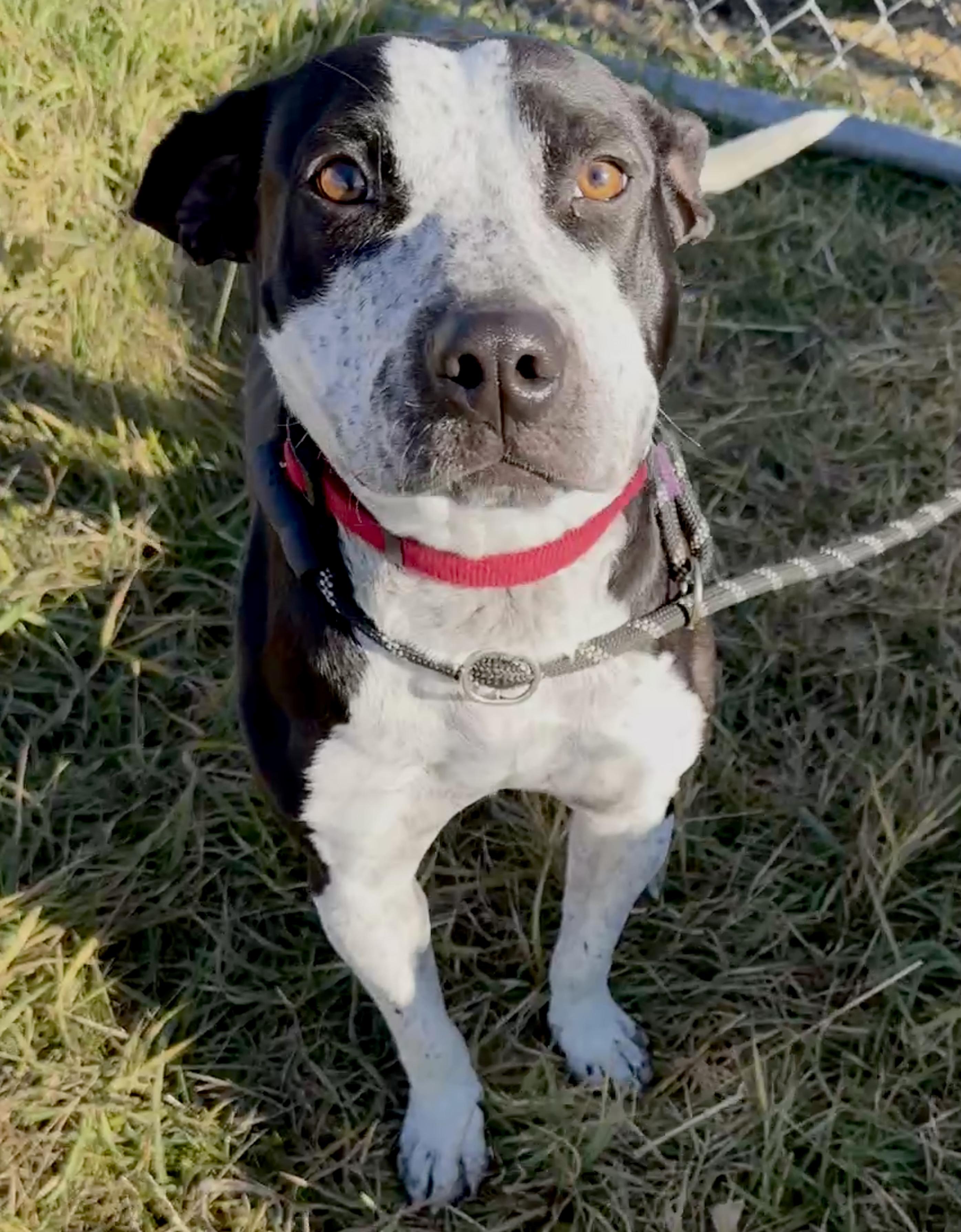 Coco, an adoptable Pit Bull Terrier in Meadow Lake, SK, S9X 1Y7 | Photo Image 1