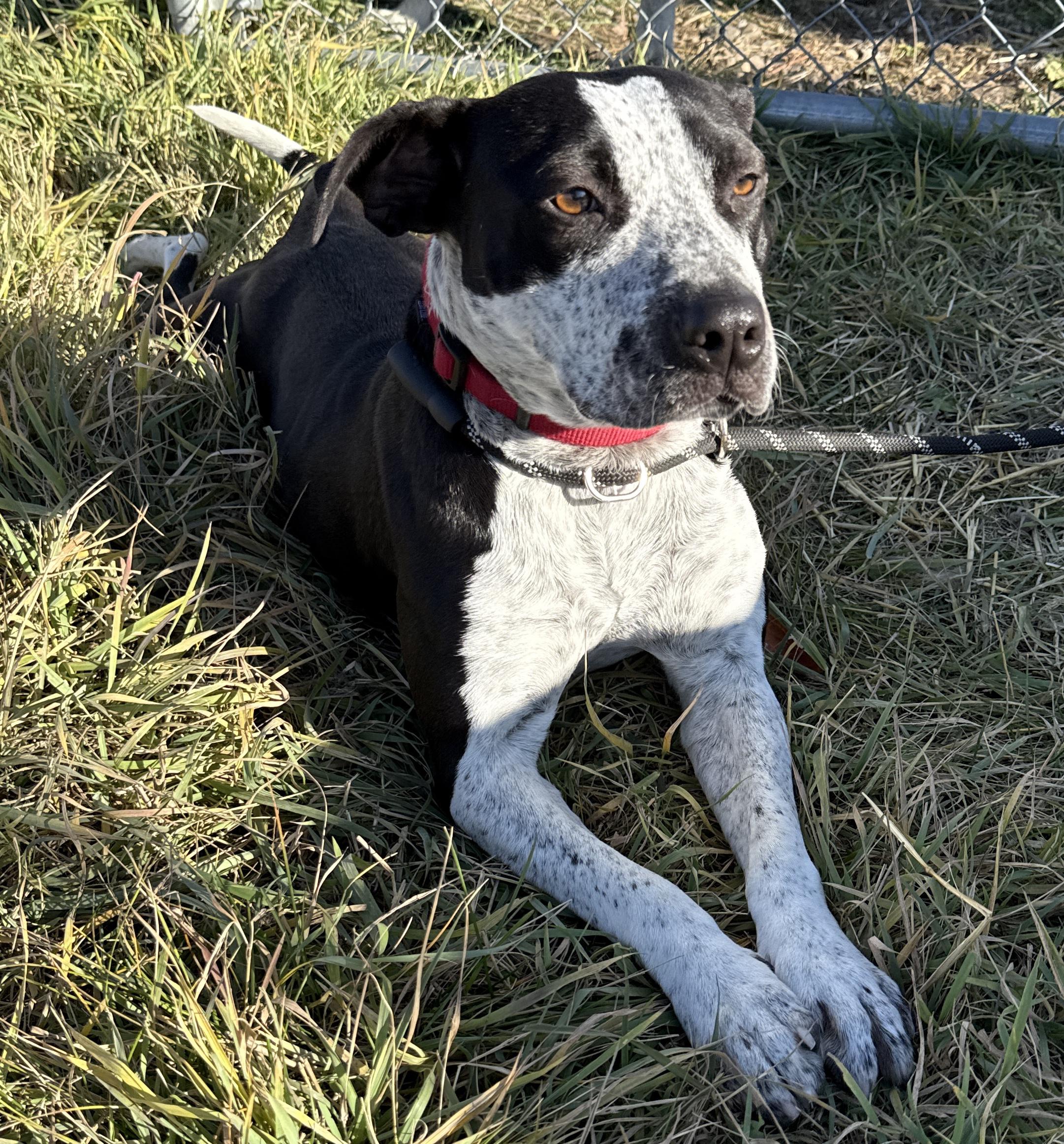 Coco, an adoptable Pit Bull Terrier in Meadow Lake, SK, S9X 1Y7 | Photo Image 4