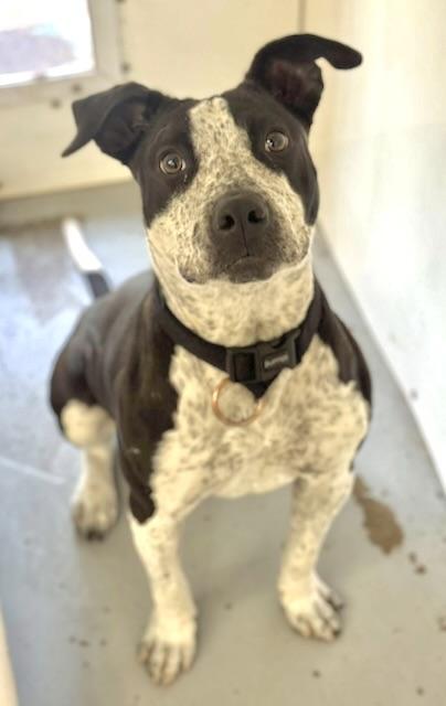 Coco, an adoptable Pit Bull Terrier in Meadow Lake, SK, S9X 1Y7 | Photo Image 2