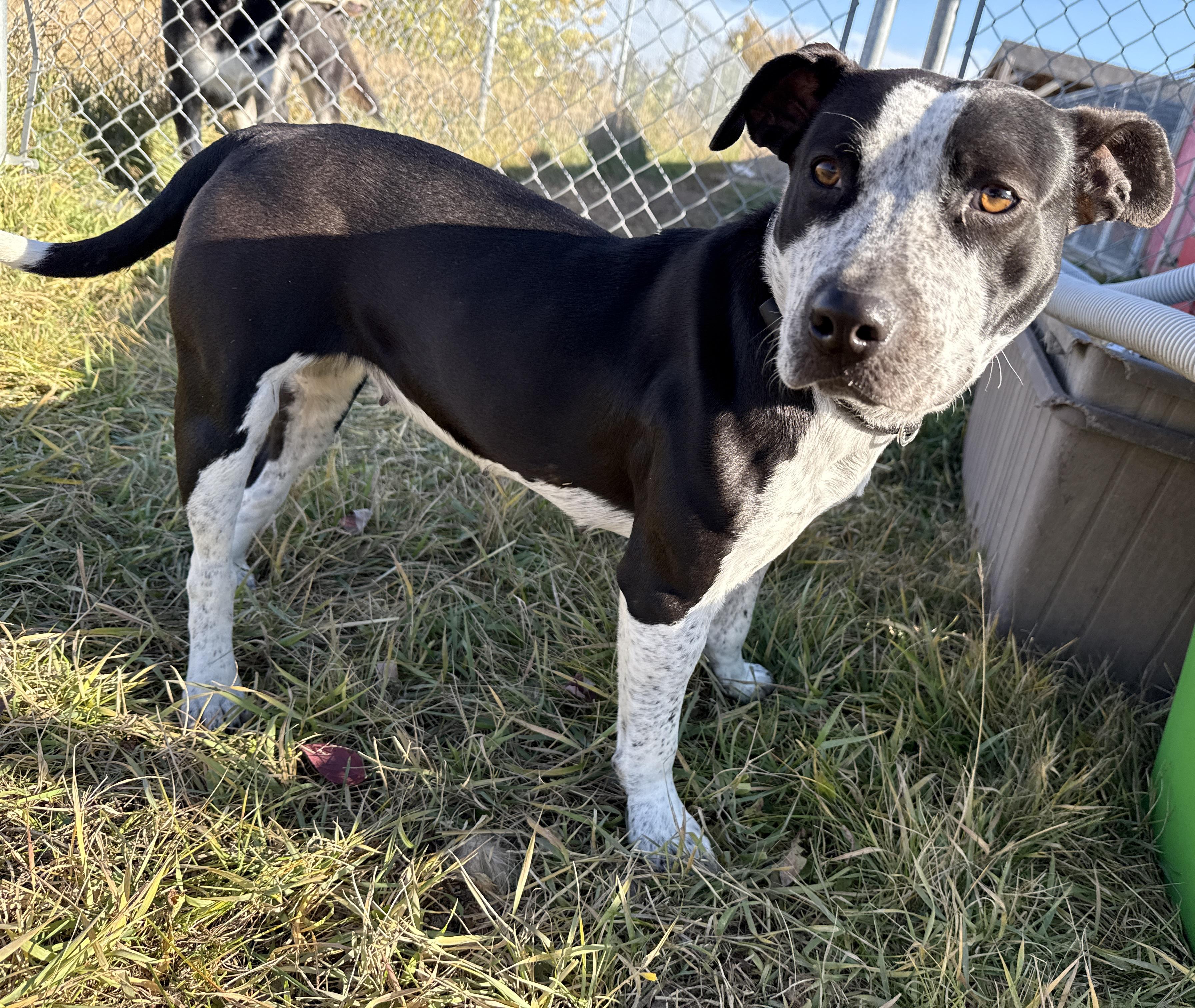 Coco, an adoptable Pit Bull Terrier in Meadow Lake, SK, S9X 1Y7 | Photo Image 3