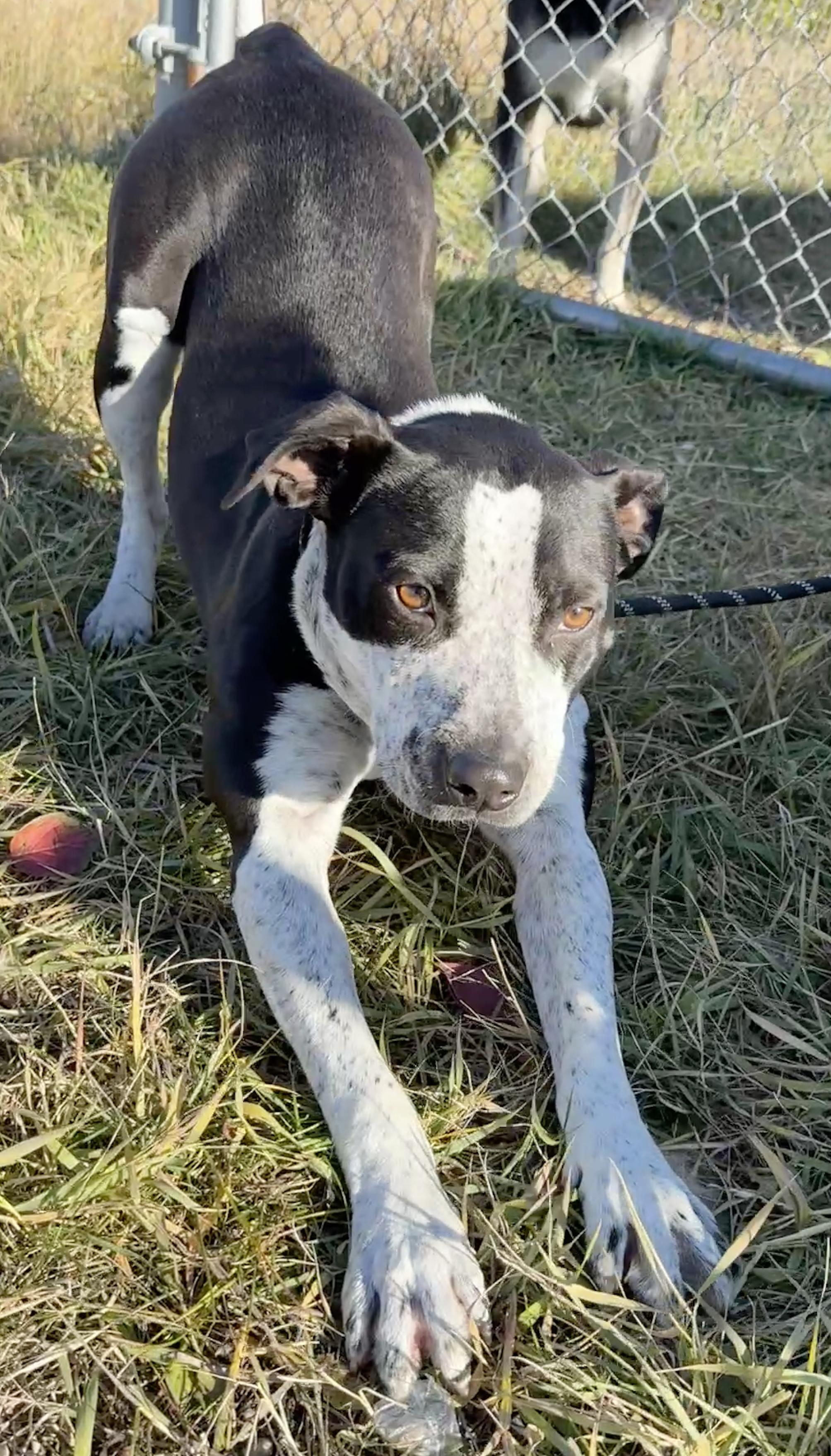 Coco, an adoptable Pit Bull Terrier in Meadow Lake, SK, S9X 1Y7 | Photo Image 5