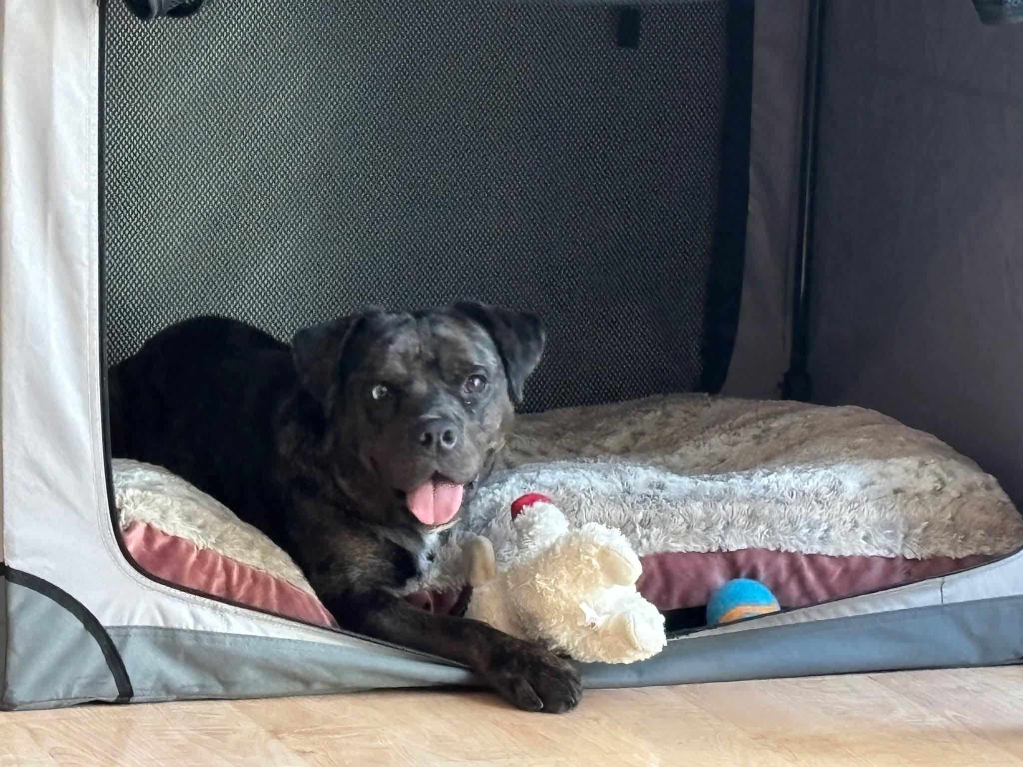 Enlarge Bear, a Adopted mixed breed in Concord, CA image 1/5