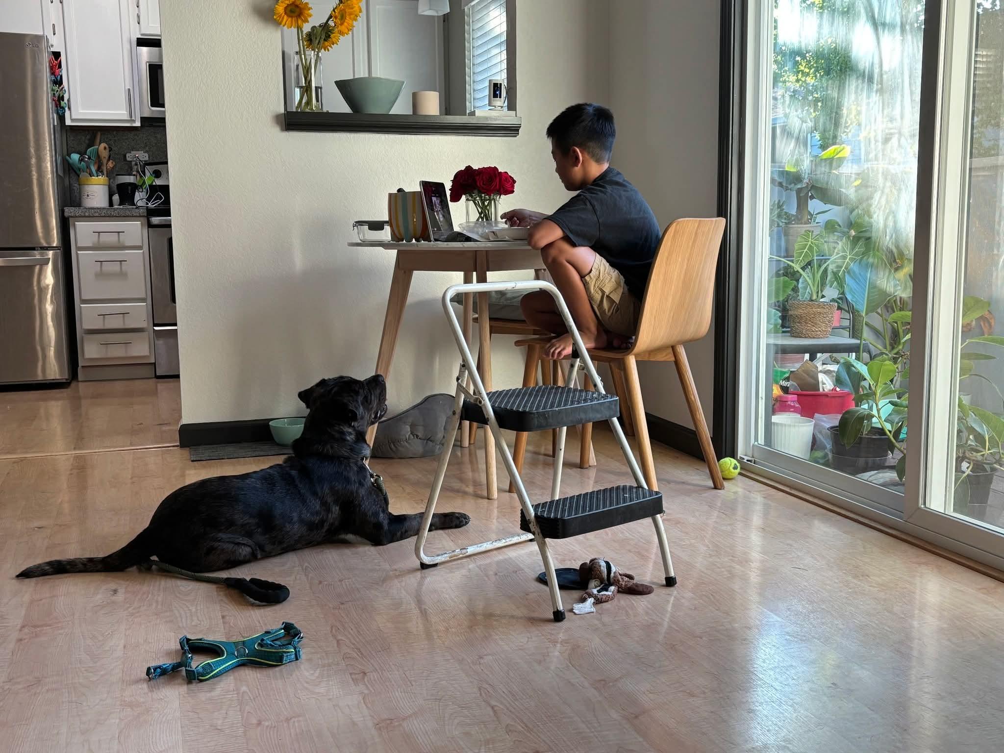 Enlarge Bear, a Adopted mixed breed in Concord, CA image 3/5