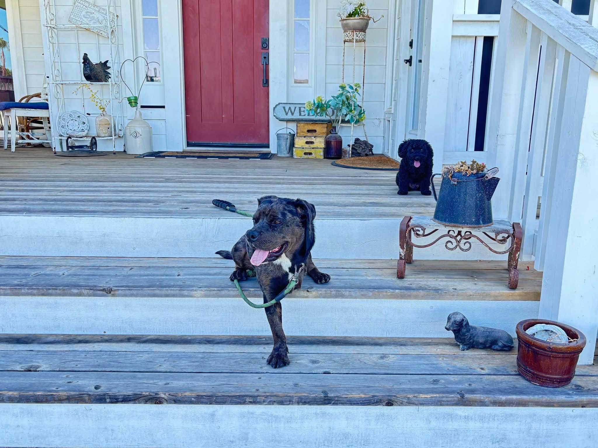 Enlarge Bear, a Adopted mixed breed in Concord, CA image 2/5