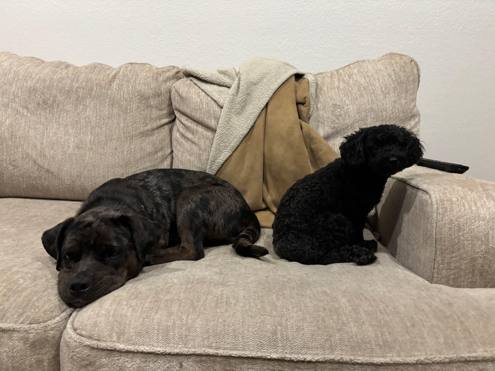 Enlarge Bear, a Adopted mixed breed in Concord, CA image 5/5