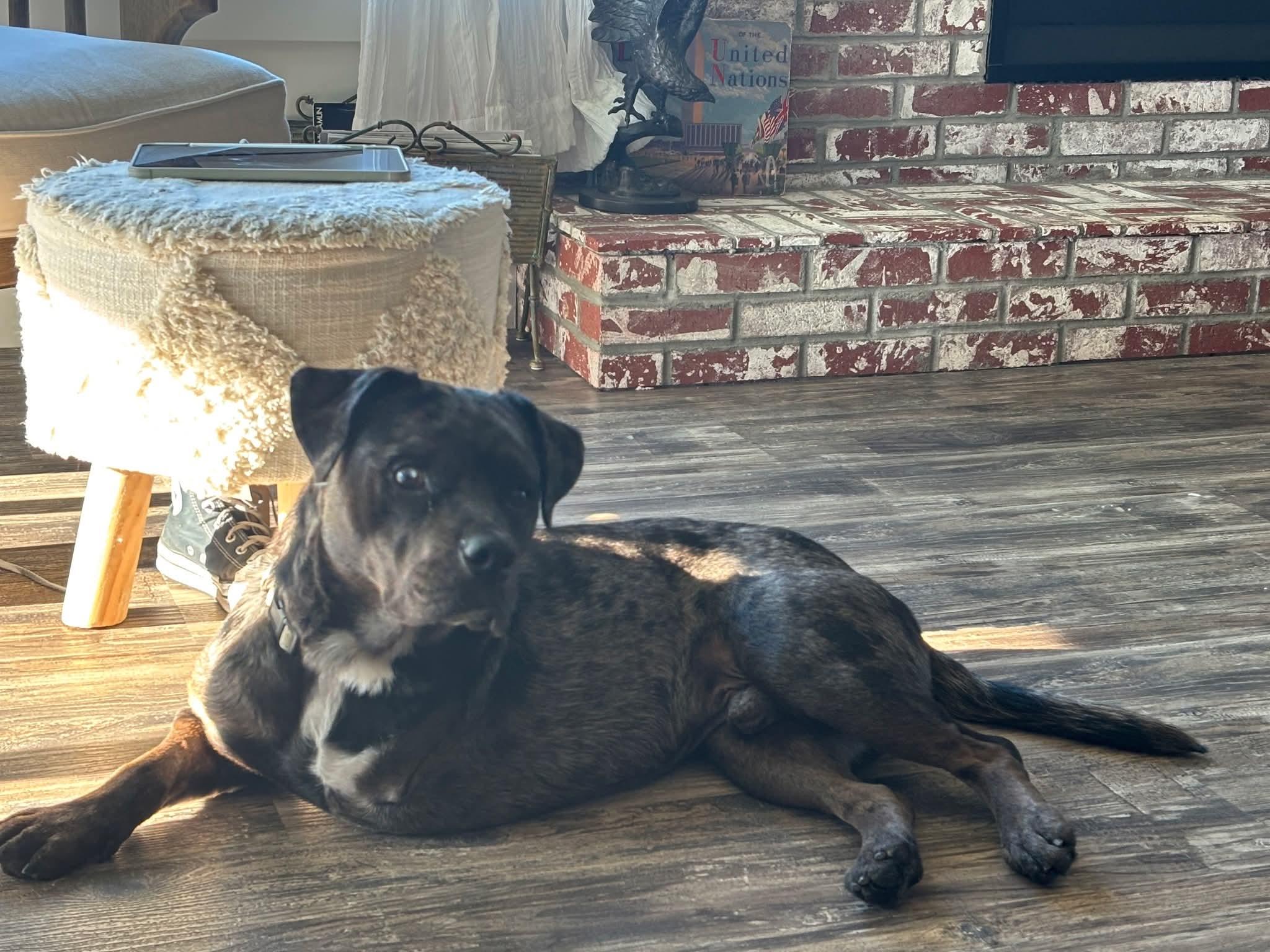 Enlarge Bear, a Adopted mixed breed in Concord, CA image 4/5