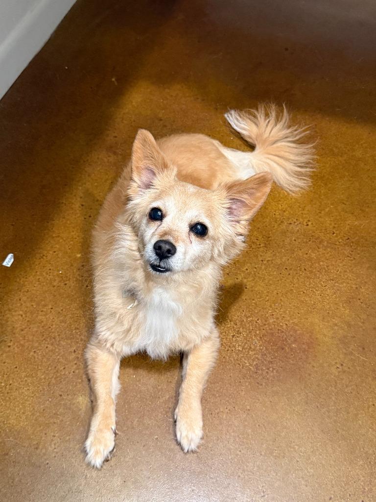 Enlarge Wilma Flintstone, a Adoptable Pomeranian in College Station, TX image 1/6