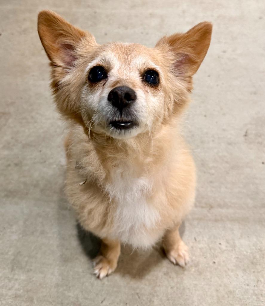 Enlarge Wilma Flintstone, a Adoptable Pomeranian in College Station, TX image 2/6