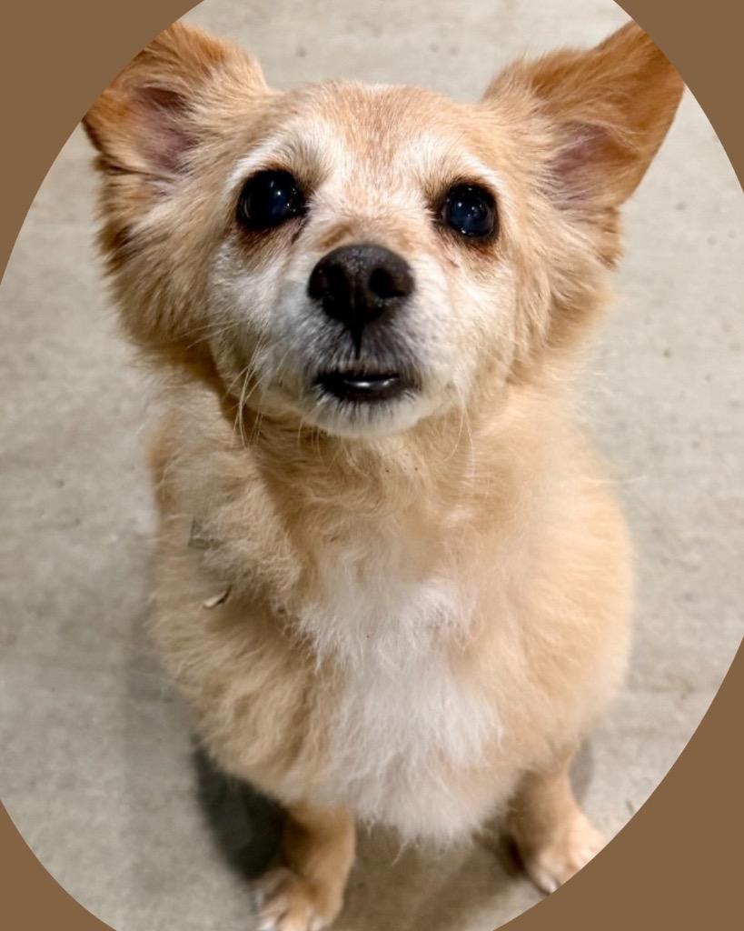 Enlarge Wilma Flintstone, a Adoptable Pomeranian in College Station, TX image 4/6