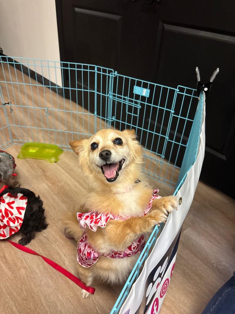 Enlarge Wilma Flintstone, a Adoptable Pomeranian in College Station, TX image 5/6