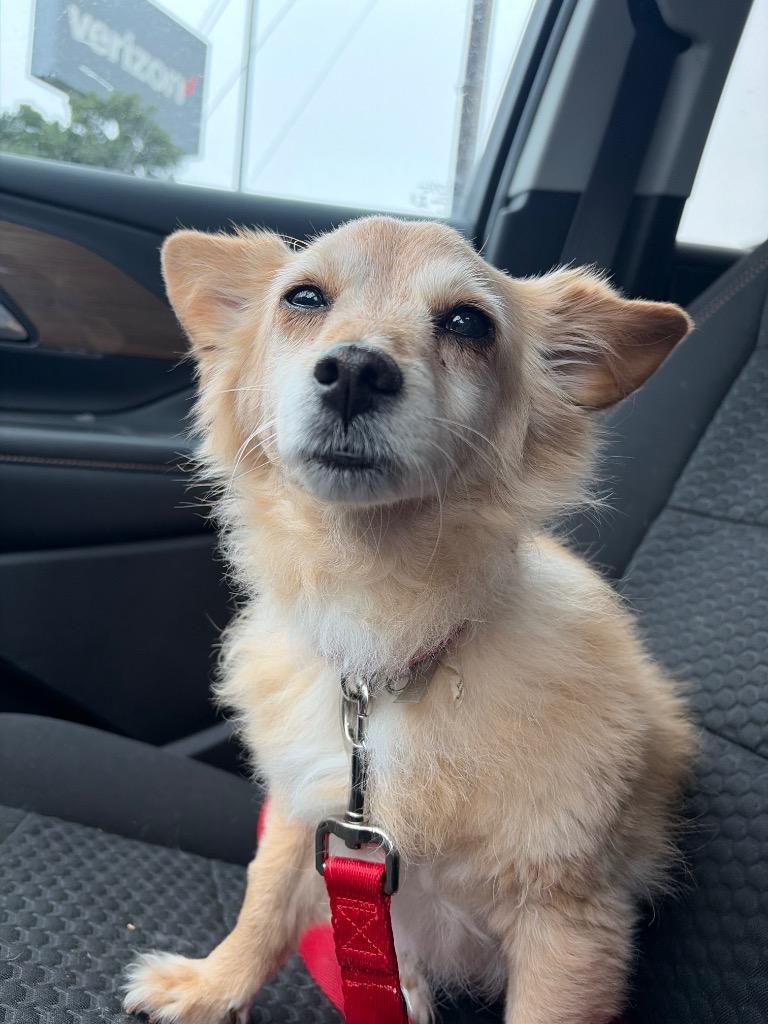 Enlarge Wilma Flintstone, a Adoptable Pomeranian in College Station, TX image 6/6
