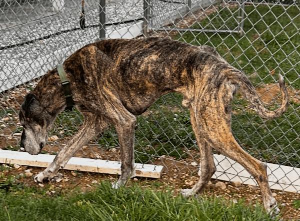 Enlarge Oakley, a ADOPTABLE Great Dane in Reading, PA image 1/1