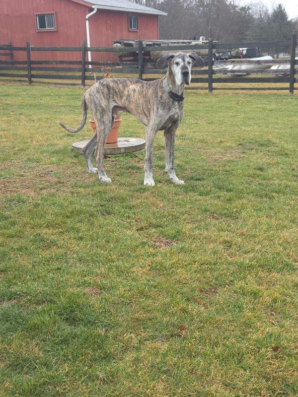 Enlarge Oakley, a ADOPTABLE Great Dane in Reading, PA image 1/3