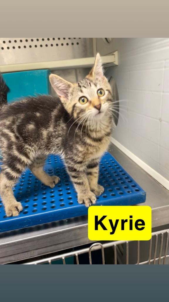 Enlarge Kyrie, a Adoptable mixed breed in Mena, AR image 1/2