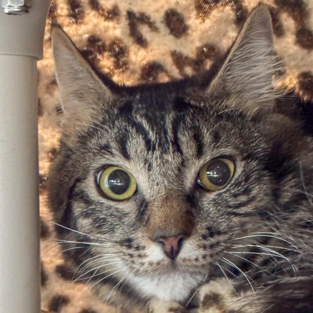 Dr Dre *Bonded w/ Warren G*, Adoptable, Adult Male Domestic Medium Hair.