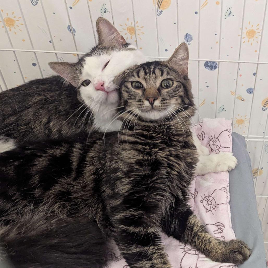 Enlarge Dr Dre *Bonded w/ Warren G*, a Adoptable Domestic Medium Hair in Kennebunk, ME image 2/2