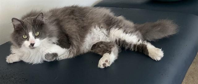 AMEANA, Adoptable, Adult Female Domestic Short Hair.