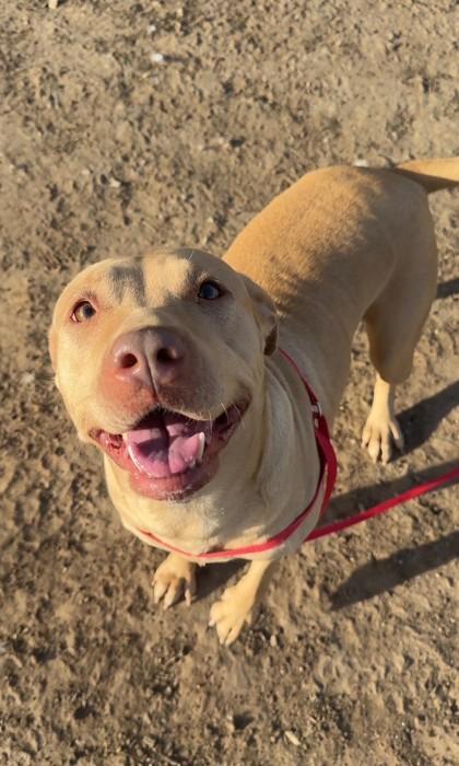 Nina, a Adoptable mixed breed in Irving, TX image 1/2