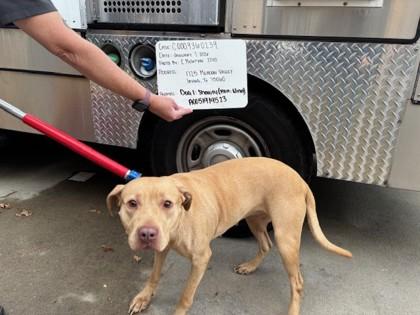 Nina, a Adoptable mixed breed in Irving, TX image 2/2