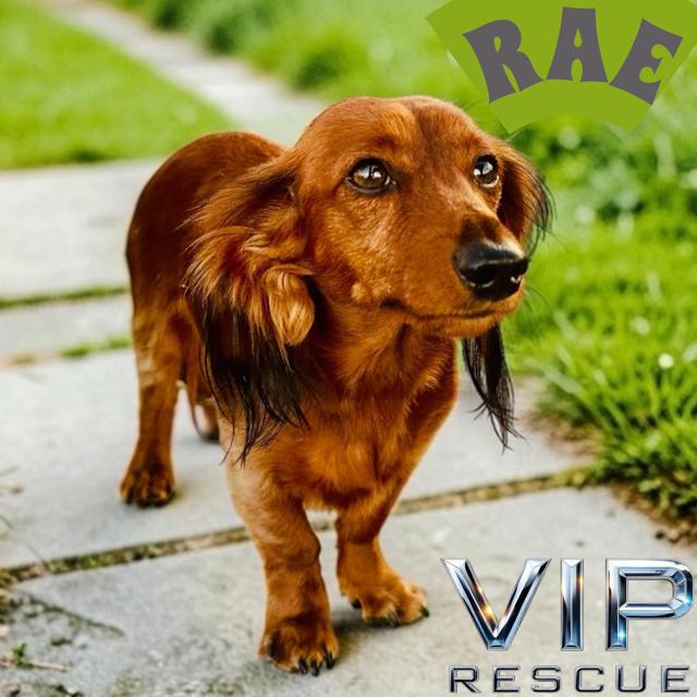 Enlarge Rae / Indian Rocks Beach, an adopted Dachshund (Miniature Long Haired) in Redington Beach, FL image 1/4