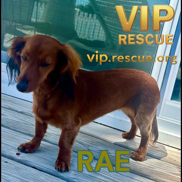Enlarge Rae / Indian Rocks Beach, an adopted Dachshund (Miniature Long Haired) in Redington Beach, FL image 4/4