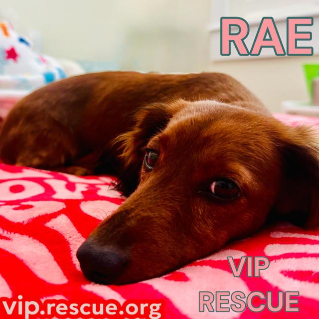 Enlarge Rae / Indian Rocks Beach, an adopted Dachshund (Miniature Long Haired) in Redington Beach, FL image 3/4