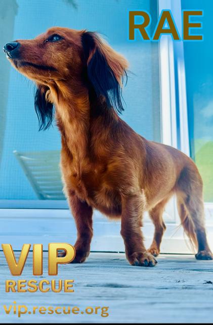 Enlarge Rae / Indian Rocks Beach, an adopted Dachshund (Miniature Long Haired) in Redington Beach, FL image 2/4